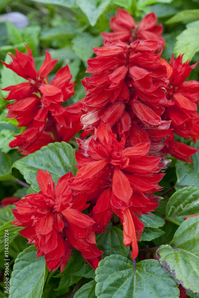 Red salvia blooming Red salvia blooming