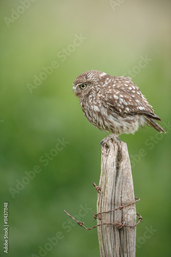 Little owl sitting on an old textured fence post