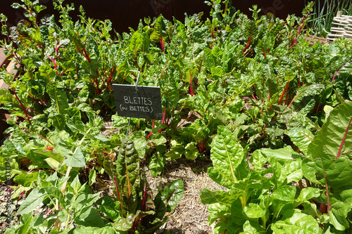 Pieds de blettes au jardin photo