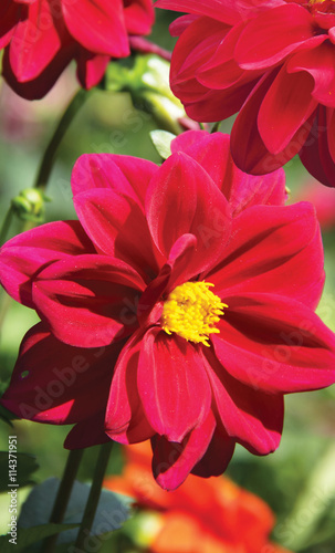 Red Dahlia flower in garden full bloom
