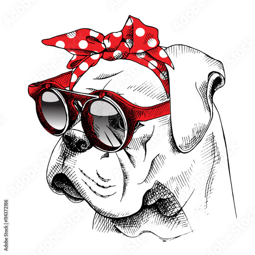 The image of the portrait Bulldog dog in the headband and with the glasses. Vector illustration.