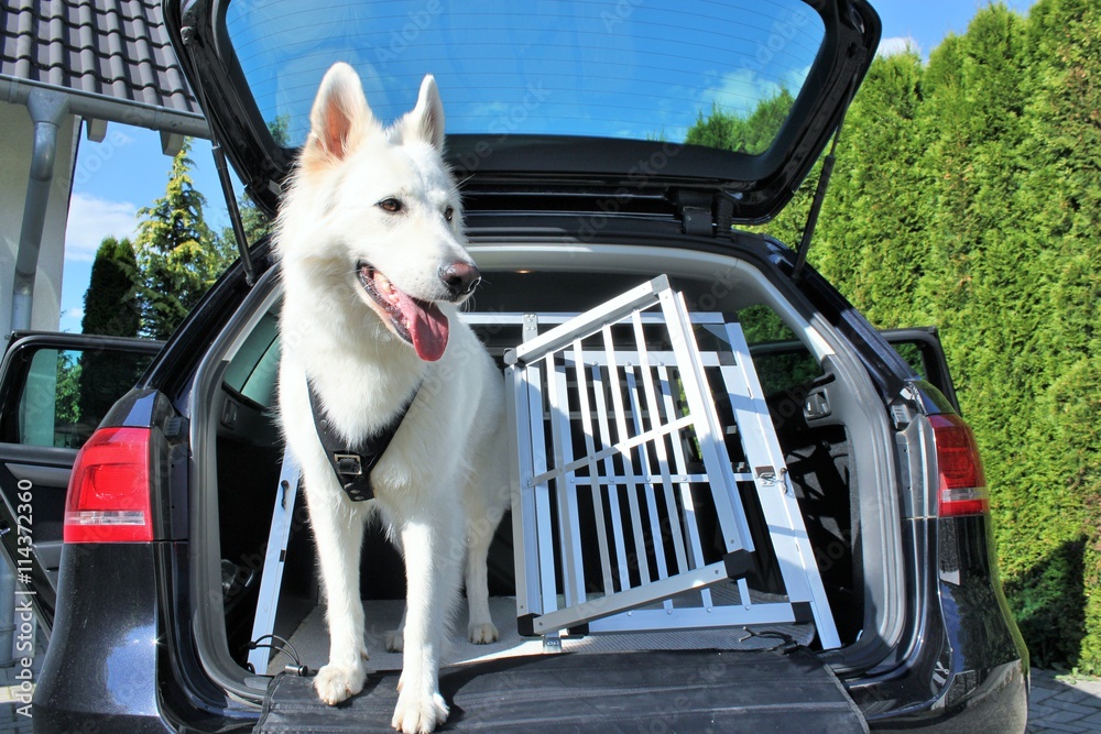 Hund Autobox – Stock-Foto | Adobe Stock