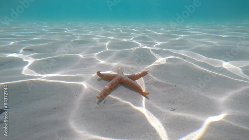 Starfish near the shore in a turquoise water photo