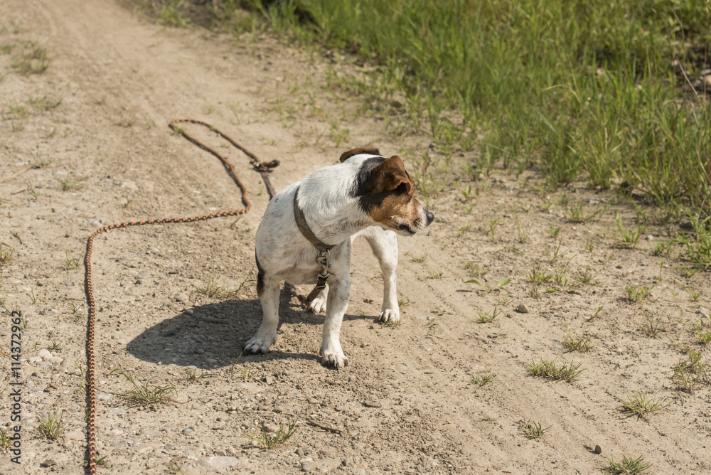 Hund an der Schleppleine - Jack Russell Terrier