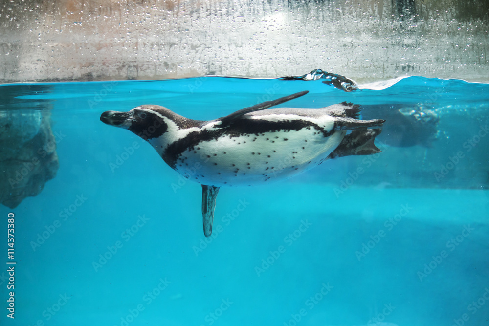 Naklejka premium Closeup of Penguin swimming underwater
