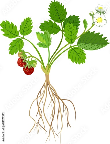 Strawberry plant