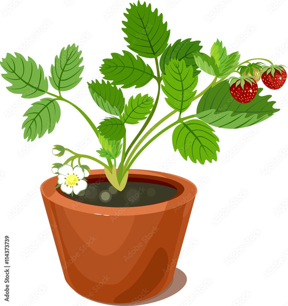 Strawberry plant in flower pot