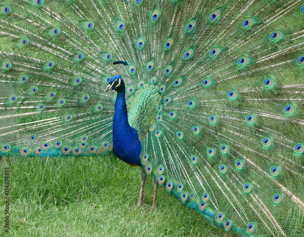Obraz premium Male Peacock displaying iridescent train feathers. 
