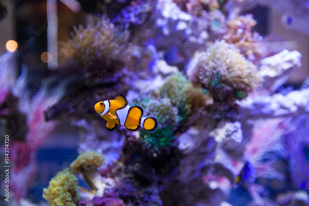 Obraz premium Fish and corals