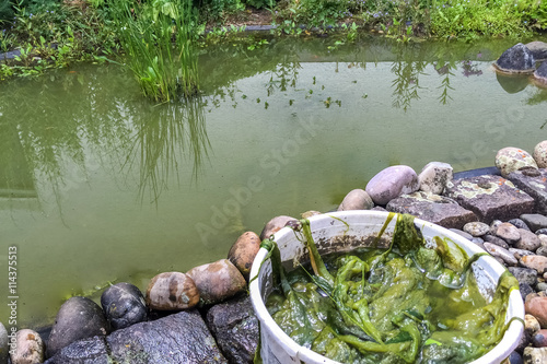 Algen, Teich, Reinigen, Entfernen  photo