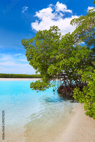 Fototapeta Naklejka Na Ścianę i Meble -  Florida bonita Bay beach mangrooves US
