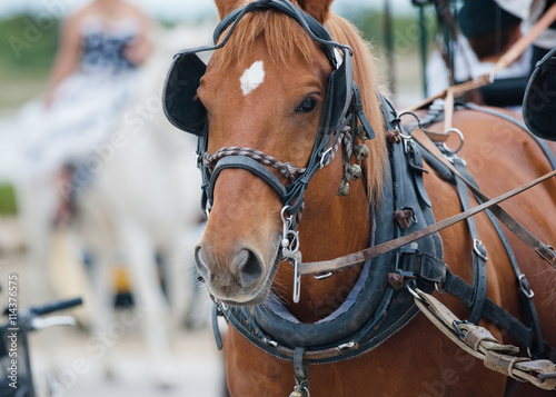 chestnut horse in carriage © Mari_art