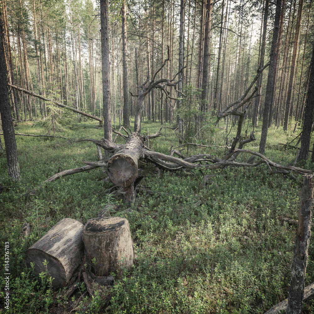Naklejka premium forest background