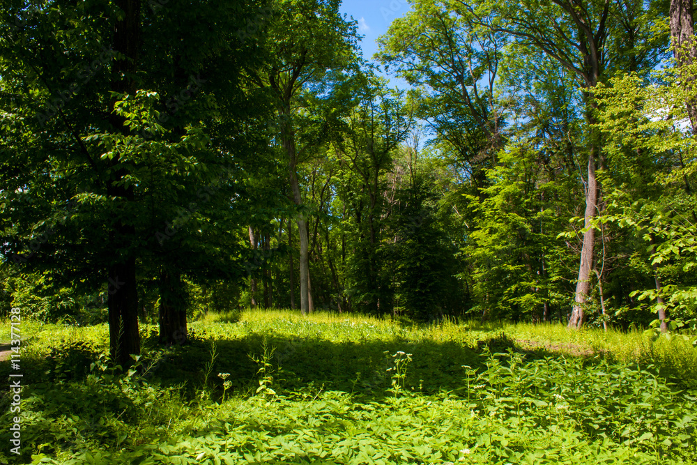 beautiful summer green forest