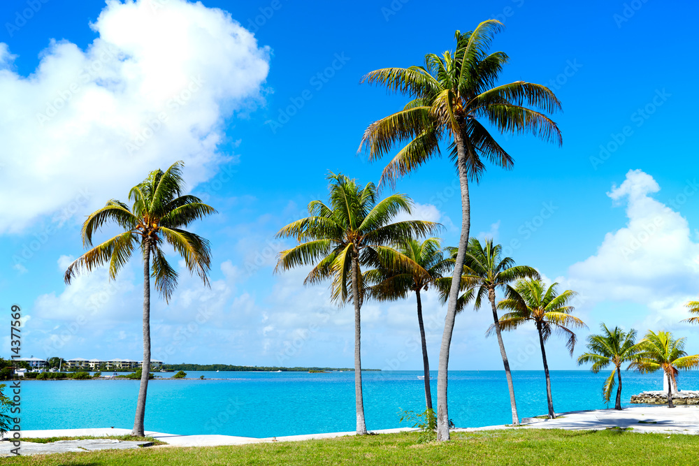 Fototapeta premium Florida Keys Palm trees in sunny day Florida US