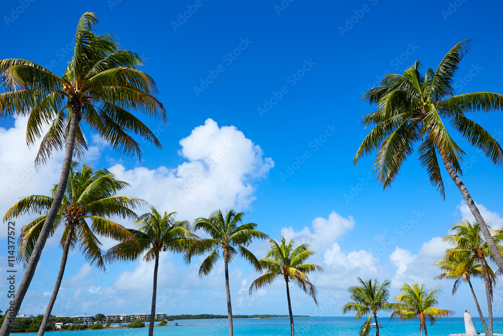 Florida Keys Palm trees in sunny day Florida US