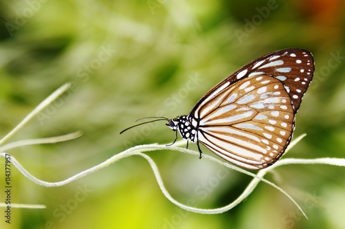 striped butterfly on a branch, macro, blur, space for text, boke © naalchi