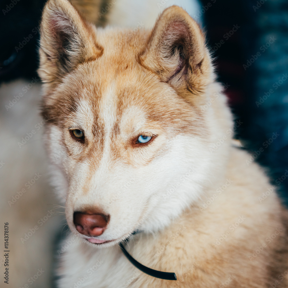 Young Happy Husky Puppy Eskimo Dog With Multicolored Eyes