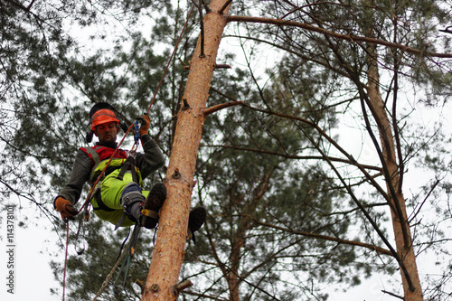 Metoda alpinistyczna wycinki drzew