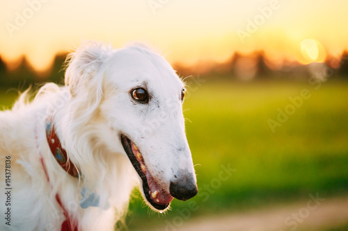 White Russian Dog, Borzoi, Hunting dog in Summer Sunset Sunrise  © Grigory Bruev