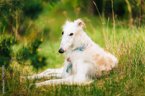 Valokuva White Gazehound Hunting Dog Sit Outdoor In Summer Meadow Green G
