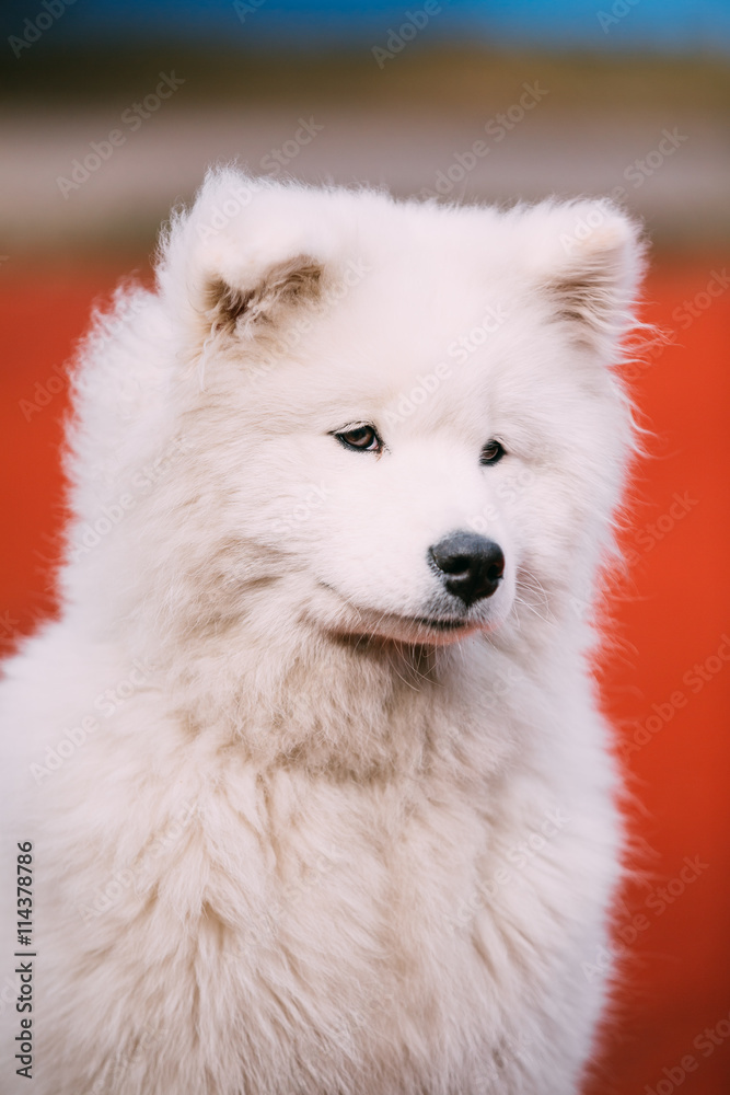 Close Up Of Young White Samoyed Dog