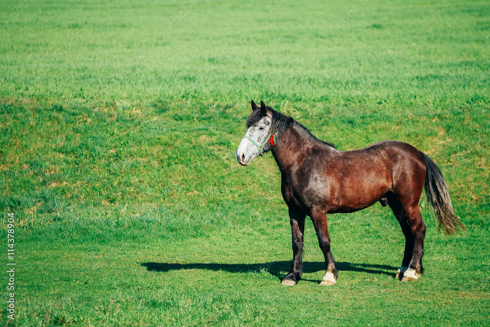 Brown Horse Grazing In Meadow With Green Grass In Summer Sunny D Brown Horse Grazing In Meadow With Green Grass In Summer Sunny D
