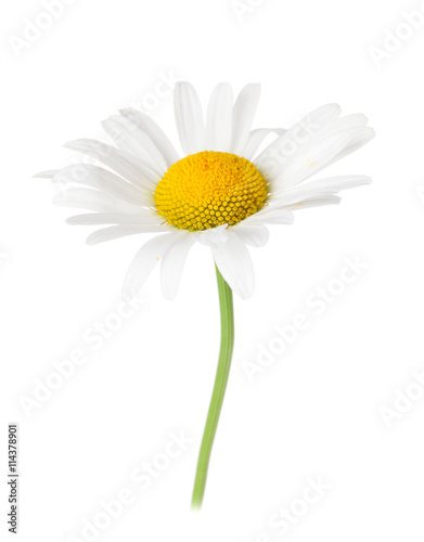 Fototapeta Naklejka Na Ścianę i Meble -  Daisy chamomile flower