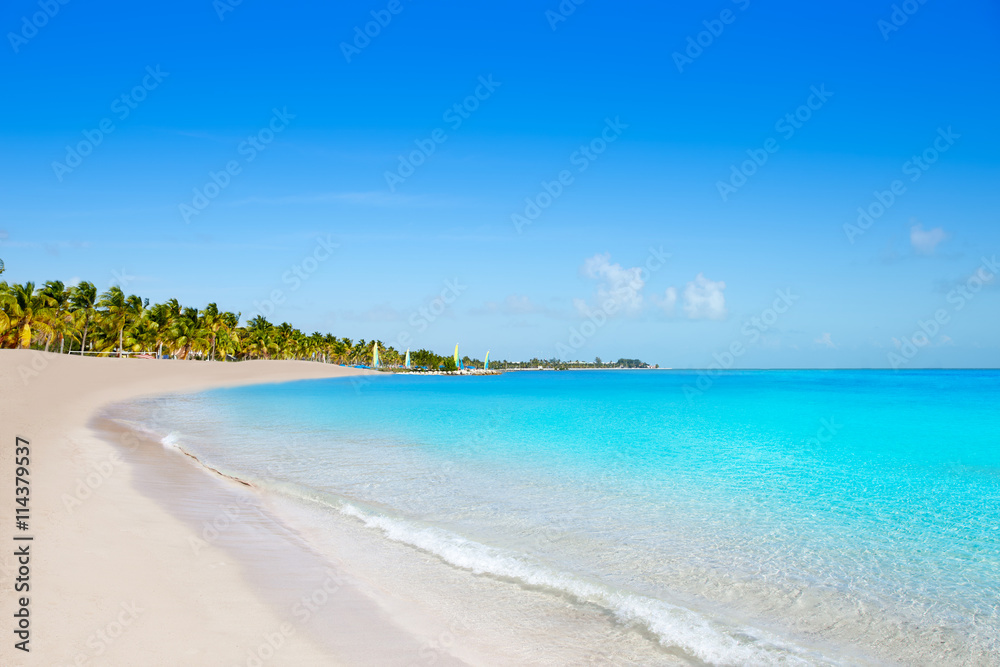 Key west florida Smathers beach palm trees US