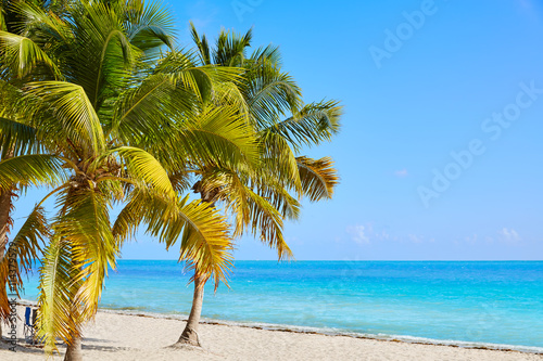 Fototapeta Naklejka Na Ścianę i Meble -  Key west florida Smathers beach palm trees US