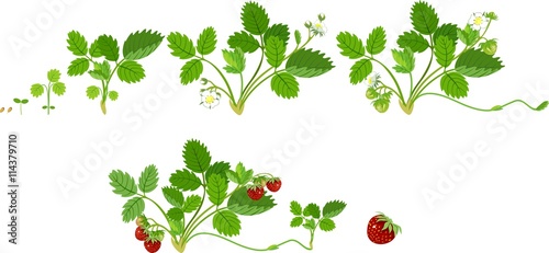 Growth stages of strawberry plant