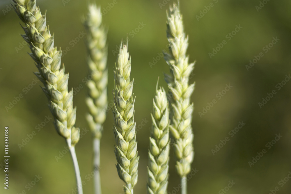 Green wheat spike