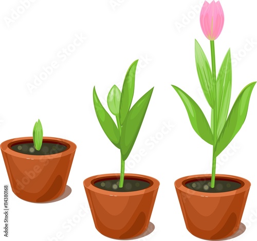 Tulip growth stage in flowerpots