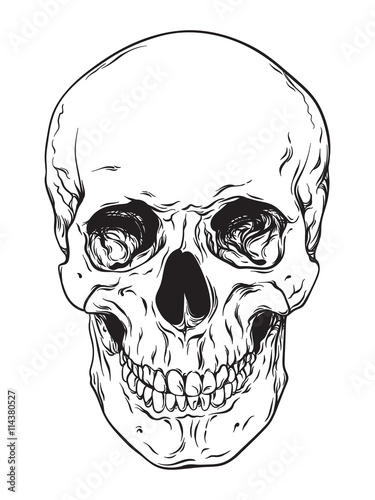 Hand drawn line art anatomically correct human skull isolated. Black and white vector illustration