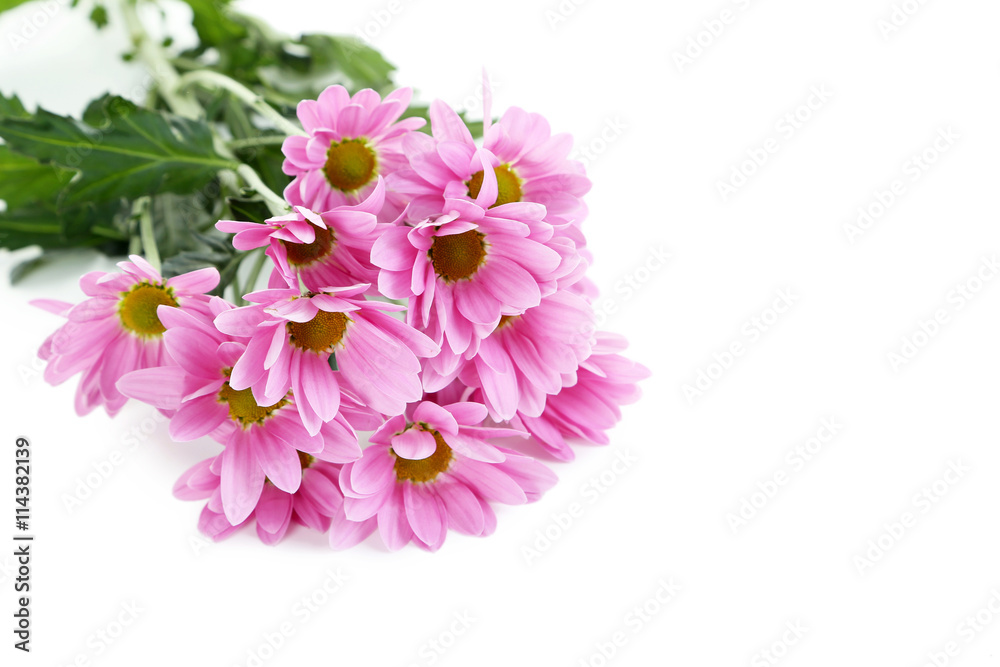 Pink chrysanthemum flowers isolated on a white Pink chrysanthemum flowers isolated on a white