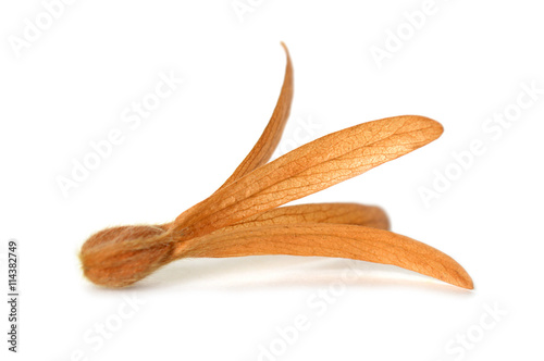 Dried Palo Santos flower, Triplaris cumingiana, Central of Thailand