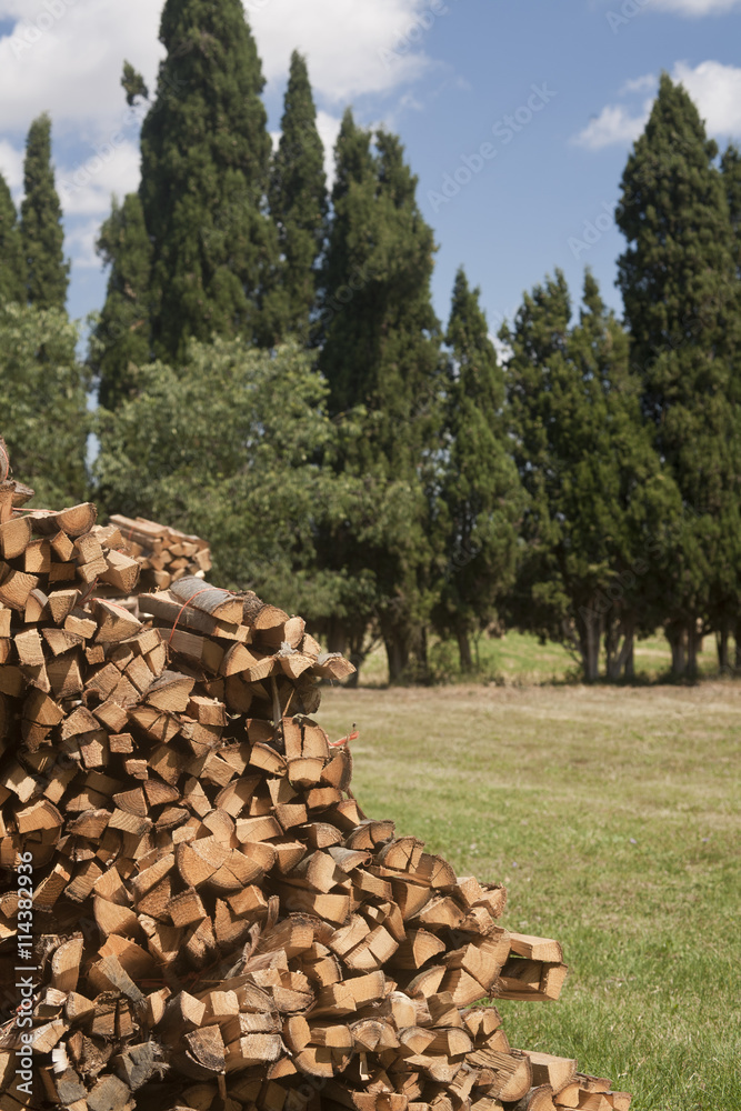 Pile of firewood or fuel wood with pine trees at the background 
