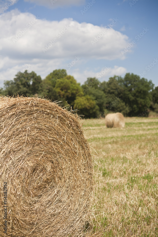 Roll straw at the countryside on a sunny day