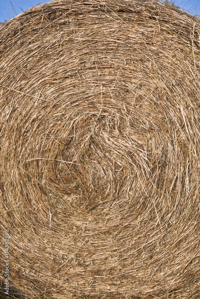Detail of roll straw at the countryside on a sunny day Detail of roll straw at the countryside on a sunny day