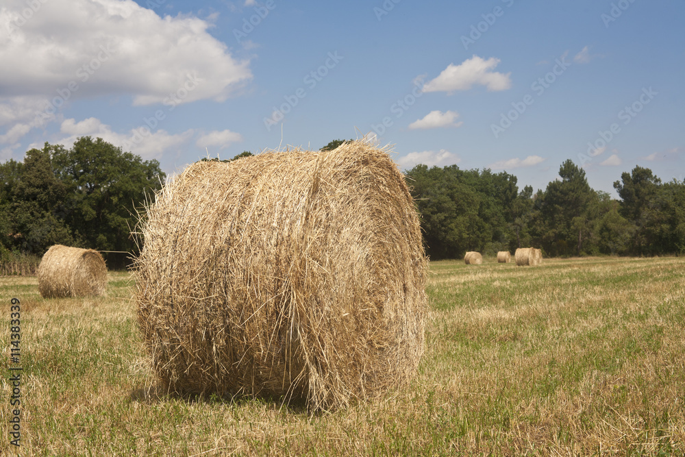 Roll straw at the countryside on a sunny day