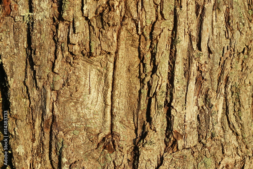 Obraz premium Фон коры дуба