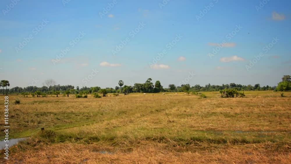 Video 1920x1080 - Rice paddies, after the harvest, slipping by from the window of a train near Kampong Thom, Cambodia. Video 1920x1080 - Rice paddies, after the harvest, slipping by from the window of a train near Kampong Thom, Cambodia.