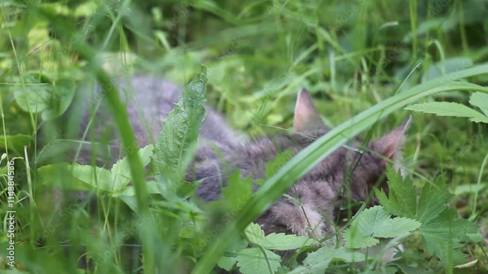 Котенок в траве