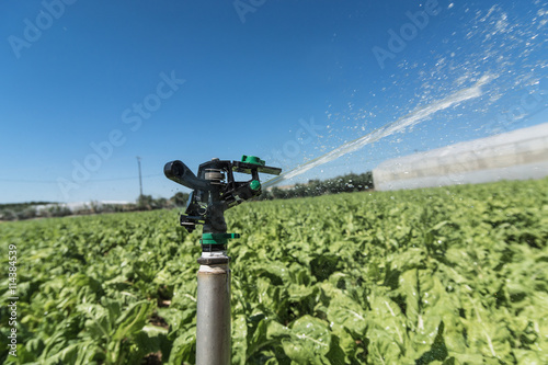 irrigation