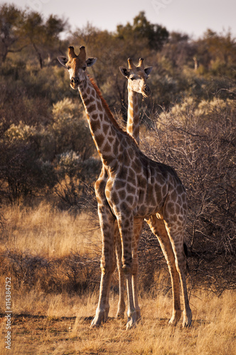 Two giraffes in the Savannah, in Namibia, Africa