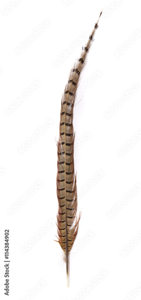 Bird feathers - a female pheasants long brown tail feather, isolated on a  white background Stock Photo
