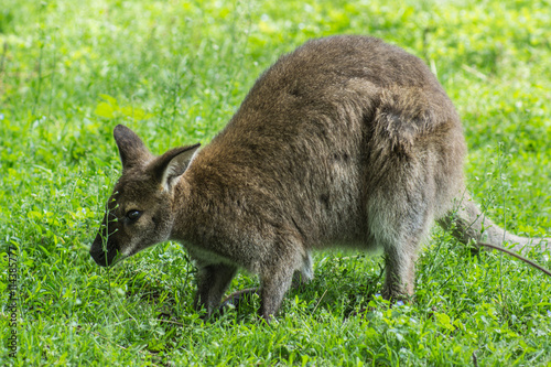 Känguru