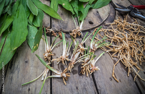 Obraz na plátne reproduce iang leaw--wildflower to be food and medicine