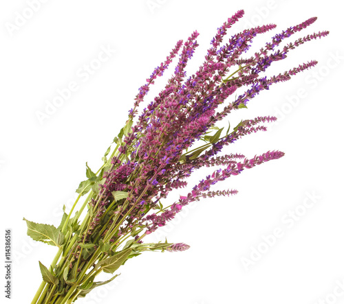 bouquet of blooming purple sage. isolated on white background