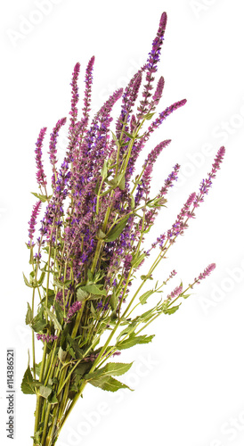 bouquet of blooming purple sage. isolated on white background